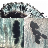 Rhizocarpon lecanorinum image