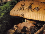 Russula fragrantissima image