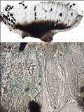 Rhizocarpon lecanorinum image