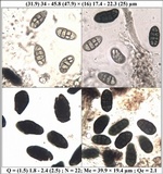Rhizocarpon lecanorinum image