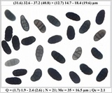 Rhizocarpon lecanorinum image