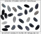 Rhizocarpon lecanorinum image