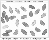 Rhizocarpon lecanorinum image