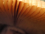 Russula fragrantissima image