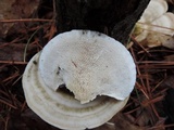 Trametes gibbosa image
