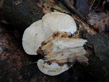 Trametes gibbosa image