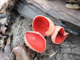 Sarcoscypha austriaca image