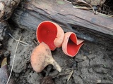 Sarcoscypha austriaca image
