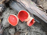Sarcoscypha austriaca image