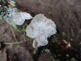 Poronidulus conchifer image