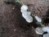 Poronidulus conchifer image