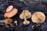Gymnopilus thiersii image