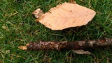Dacrymyces capitatus image