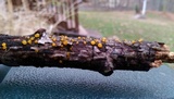 Dacrymyces capitatus image