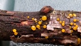 Dacrymyces capitatus image