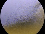 Dacrymyces capitatus image