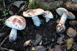 Amanita cruentilemurum image
