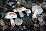 Amanita cruentilemurum image