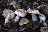 Amanita cruentilemurum image