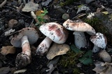 Amanita cruentilemurum image