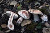 Amanita cruentilemurum image