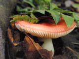 Russula cremoricolor image