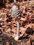 Coprinopsis picacea image