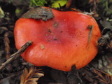 Russula cremoricolor image