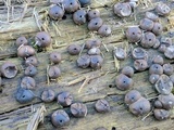 Lycogala epidendrum image