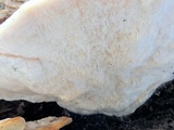 Trametes gibbosa image
