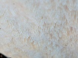 Trametes gibbosa image