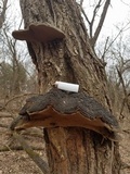Phellinus robiniae image