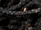 Pseudopithyella minuscula image