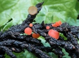 Pseudopithyella minuscula image