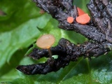 Pseudopithyella minuscula image