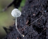 Mycena adscendens image