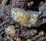 Myxarium nucleatum image