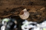 Reticularia lycoperdon image