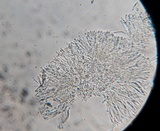 Dimerella lutea image
