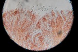 Pseudopithyella minuscula image