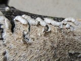 Irpex lacteus image