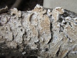 Irpex lacteus image