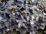 Sticta dufourii image