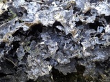 Sticta dufourii image