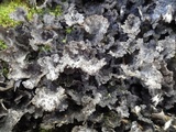 Sticta dufourii image