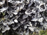 Sticta dufourii image