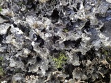 Sticta dufourii image