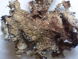 Sticta dufourii image