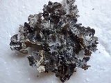 Sticta dufourii image
