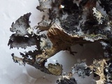 Sticta dufourii image